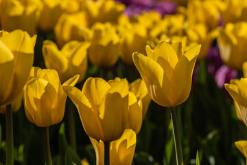 Macro of yellow tulips on a background of green grass