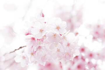 Obraz na płótnie Canvas 初春の桜