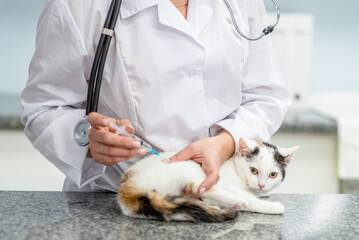 Vaccination or treatment of a kitten in a veterinary clinic