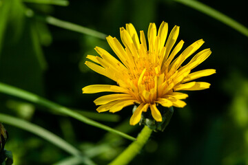 Macro of yellow dandelions on which