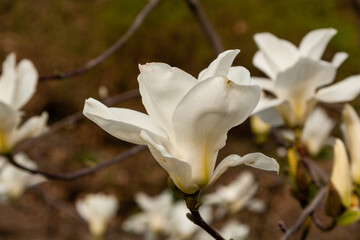 Macro of a beautiful bud of magnolia