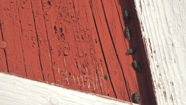 The meat fly sticking on the side of the wall of the wooden house .4k