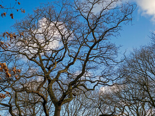 Bare winter tree branches with a lovely blue sky background with white clouds on a bright winter day