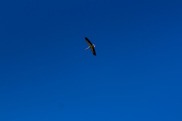 Stork soaring in the blue sky with white clouds