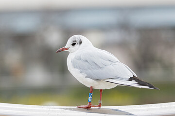 手すりに停まるカモメ