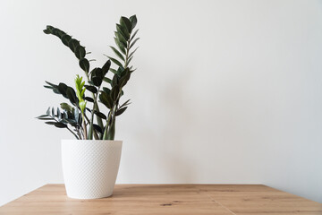Plant Dollar tree in white pot on white background. High-quality photo