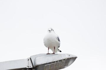 街灯に停まるカモメ