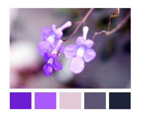Color Palette Inspired by nature. Color Scheme.
