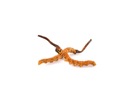 Ophiocordyceps sinensis (CHONG CAO, DONG CHONG XIA CAO) or mushroom cordyceps this is a herbs on white background
