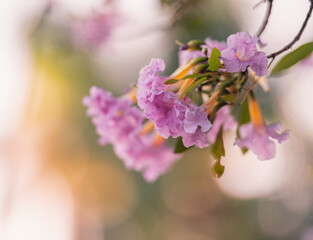 pink flowers closeup beautiful 