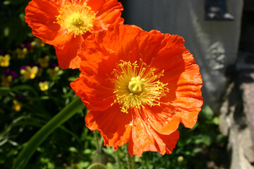 zwei rote und weit geöffnete Mohnblüten im Sonnenschein