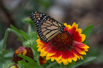 Monarch butterfly, Danaus plexipus, on red and yellow blanket flower, Gaillardia X Grandiflora