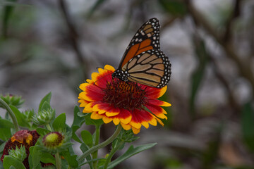 Monarch butterfly, Danaus plexipus, on red and yellow blanket flower, Gaillardia X Grandiflora