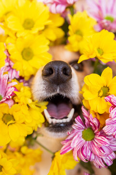 dog nose peeks out of yellow and pink chrysanthemum flowers. funny happy dog in spring season