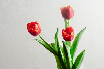 Three red tulips with a yellow rim stand in a small glass vase