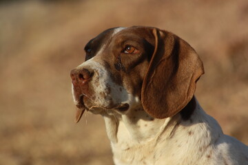 portrait of a dog 