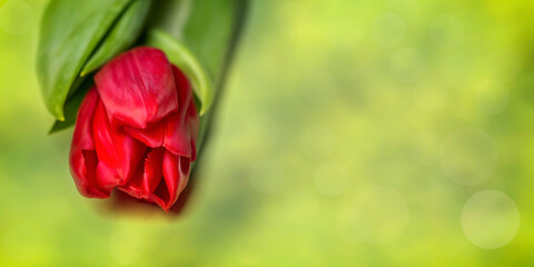 Obraz premium Bud of a red tulip on a green background with place for text.