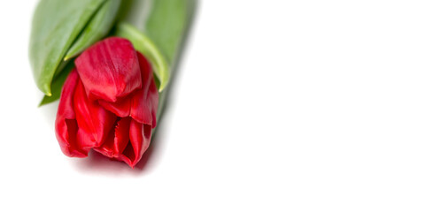 Red tulip bud on a white background.