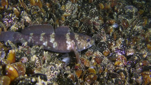 Rock goby fish (Gobius paganellus) on the seabed among mussels.