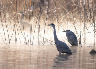 Gray heron standing in the water waiting to catch fish.