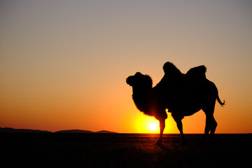 A two-hump camel at sunset in Mongola
