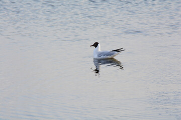 Black headed gull sits on the water