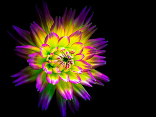 Fleurs roses dahlia multicolores