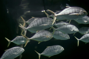 Beautiful underwater background with a school of fish.