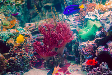 Naklejka na ściany i meble Beautiful underwater background with tropical colorful fish and corals.