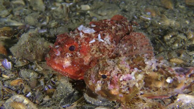 Spawning Black scorpionfish (Scorpaena porcus): two fish of bright color lie on the seabed, then leave the frame.