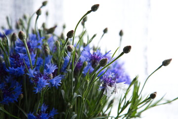 A beautiful bouquet of cornflowers. Nice blue background for web design. Wallpaper. Nature.