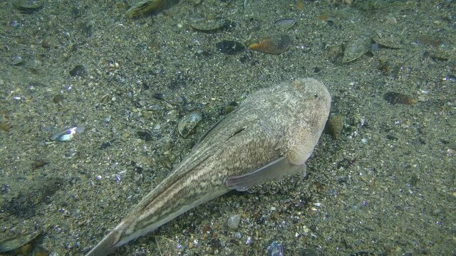 Bottom fish Atlantic stargazer (Uranoscopus scaber) lies on the seabed, top view.