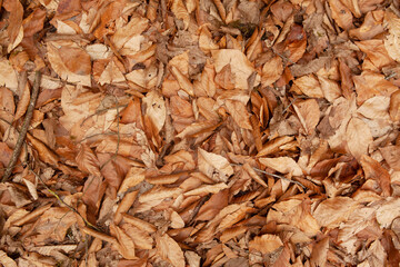 Fallen leaves of light brown color under the trees. Dry autumn leaves. Perfect to use as a background.