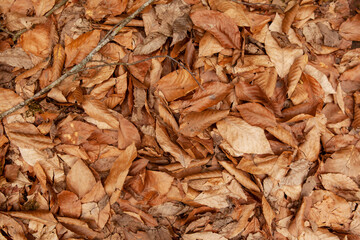 Fallen leaves of light brown color under the trees. Dry autumn leaves. Perfect to use as a background.