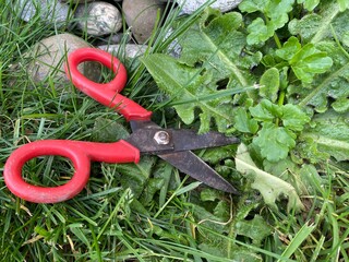 Ciseaux pour d&eacute;sherbage dans le jardin 