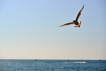 Fototapeta na wymiar Sea gull in flight is beautiful