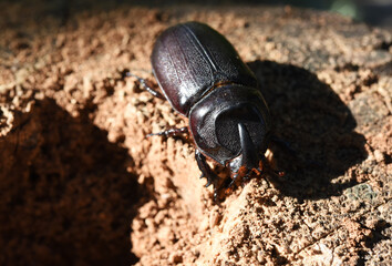 A Coconut Rhinoceros beetle lay on Coconut stump with sunlight .It is a insect pest of palm and coconut .