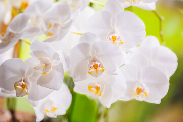 Fototapeta na wymiar White orchids isolated against a light background