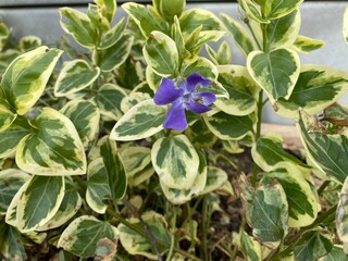 V&eacute;ronique,plante fleuri dans le jardin