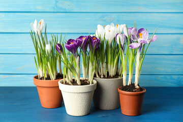 Different beautiful potted crocus flowers on blue wooden table