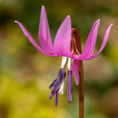 Belle &eacute;rythrone revermontoise &agrave; Ramasse, Ain, France