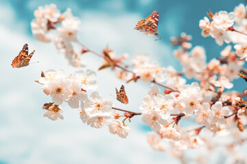 Blossoming cherry branches against blue sky and flying butterflies. Spring background. Soft focus