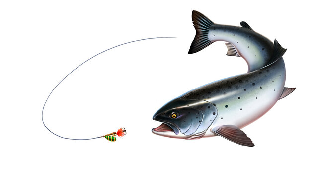 Rainbow trout fish on white background. Chinook Salmon, Salmon, Snout fish big realistic isolated illustration. Trout attacks bait spoon spinner.