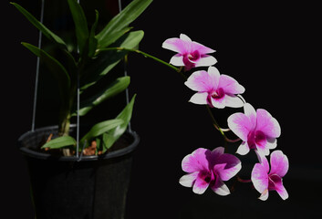 Beautiful Dendrobium orchids flowers is blooming with black background