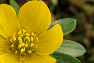 Yellow flowering winter aconite blossom (Eranthis hyemalis), extreme close up. Early blooming...