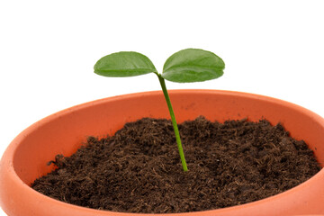 Young plant in small flowerpot. Growing seedlings.Gardening and ecology concept.