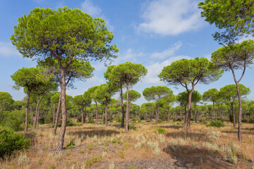 Fototapeta premium Ein Waldgebiet in Andalusien