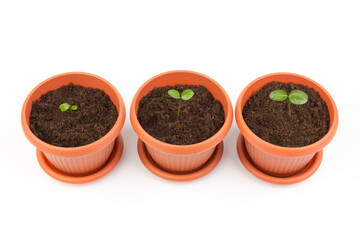 Young plant in small flowerpot. Growing seedlings.Gardening and ecology concept.