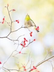 冬のメジロと赤い実