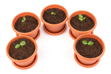 Young plant in small flowerpot. Growing seedlings.Gardening and ecology concept.